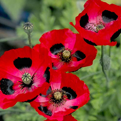 Outsidepride Papaver Commutatum Lady Bird Red Corn Poppy Wild Flowers - 5000 Seeds