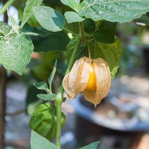 Outsidepride Perennial Cape Gooseberry Physalis Peruviana Goldenberry Fruit Plants - 1000 Seeds