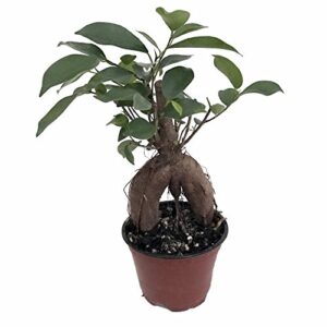 chinese banyan tree - weeping fig tree - ficus - 4" pot