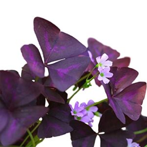 easy to grow oxalis triangularis 'purple shamrocks' plant bulbs (20 pack) - dark purple foliage & light pink flowering blooms for indoor or outdoor gardens