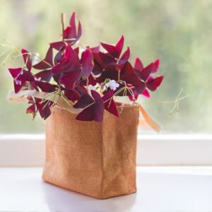 Easy to Grow Oxalis Triangularis 'Purple Shamrocks' Plant Bulbs (20 Pack) - Dark Purple Foliage & Light Pink Flowering Blooms for Indoor or Outdoor Gardens