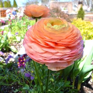 Easy to Grow Ranunculus Tecolote 'Salmon' Plant Bulbs (10 Pack) - Beautiful Pink, Orange & Yellow Flowering Blooms in Temperate Spring Gardens