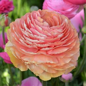 Easy to Grow Ranunculus Tecolote 'Salmon' Plant Bulbs (10 Pack) - Beautiful Pink, Orange & Yellow Flowering Blooms in Temperate Spring Gardens