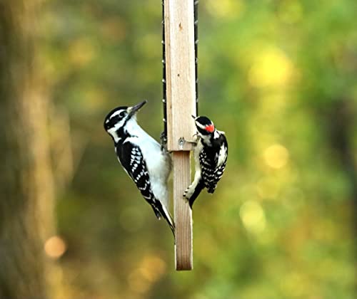 Kettle Moraine Cedar Double Suet Cake Tail Prop Suet Bird Feeder with Hanging Cable