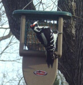 Kettle Moraine Recycled Plastic Single Suet Cake Tail Prop Suet Bird Feeder with Hanging Cable