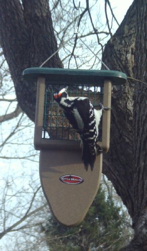 Kettle Moraine Recycled Plastic Single Suet Cake Tail Prop Suet Bird Feeder with Hanging Cable