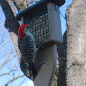 Kettle Moraine Recycled Plastic Single Suet Cake Tail Prop Suet Bird Feeder with Hanging Cable