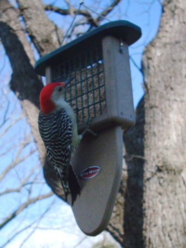 Kettle Moraine Recycled Plastic Single Suet Cake Tail Prop Suet Bird Feeder with Hanging Cable