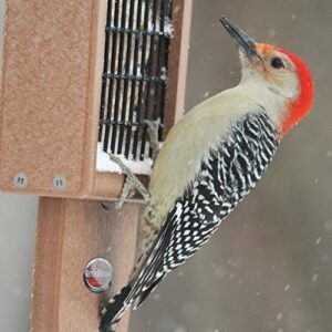 Kettle Moraine Recycled Plastic Single Suet Cake Tail Prop Suet Bird Feeder with Hanging Cable