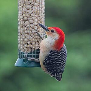 prdseed Fresh Shelled Peanuts for Birds & Squirrels - Raw Wildlife Peanuts, No Mess Bird Seed, No Waste Bird Seed for Wild Birds & Backyard Squirrels (10lbs)