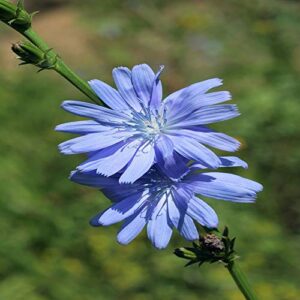 outsidepride perennial chicory drought tolerant wild flower & forage plants - 5000 seeds