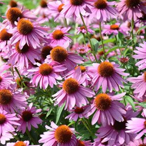 outsidepride perennial echinacea purple coneflower wild flowers great for cutting - 1000 seeds