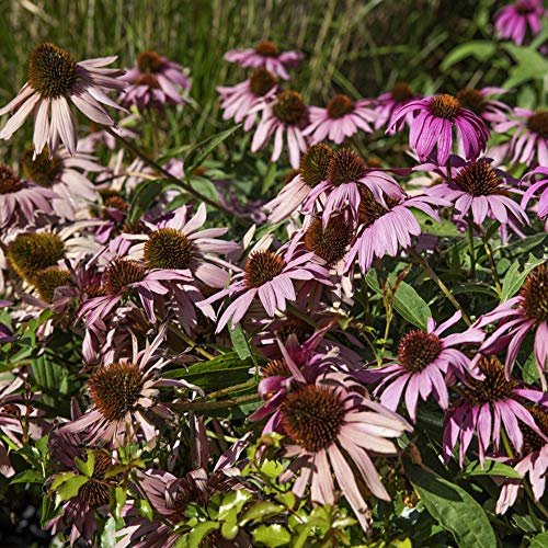 Outsidepride Perennial Echinacea Purple Coneflower Wild Flowers Great for Cutting - 1000 Seeds