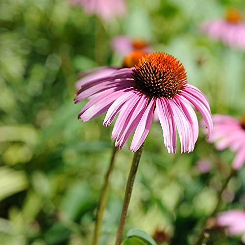 Outsidepride Perennial Echinacea Purple Coneflower Wild Flowers Great for Cutting - 1000 Seeds