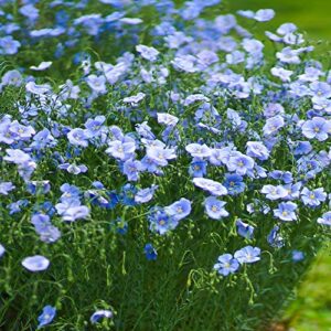 outsidepride perennial linum perenne blue flax wild flowers - 5000 seeds
