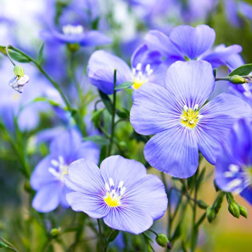 Outsidepride Perennial Linum Perenne Blue Flax Wild Flowers - 5000 Seeds