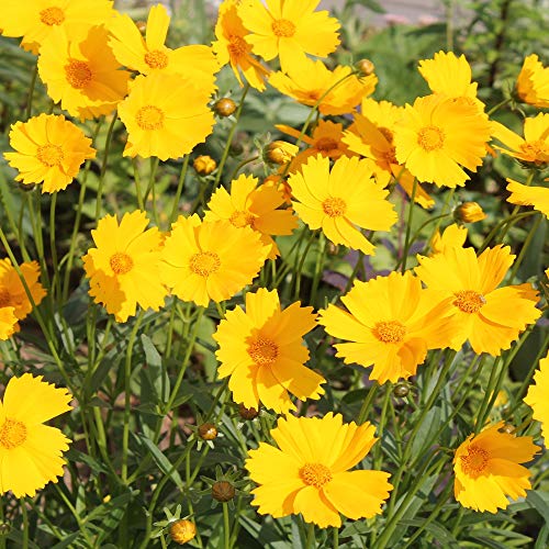 Outsidepride Perennial Tickseed Lance-leaved Coreopsis Heat & Drought Tolerant Wild Flowers - 5000 Seeds