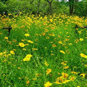 Outsidepride Perennial Tickseed Lance-leaved Coreopsis Heat & Drought Tolerant Wild Flowers - 5000 Seeds