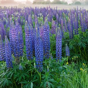 outsidepride perennial blue lupine wild flower plants attracting birds & butterflies - 500 seeds