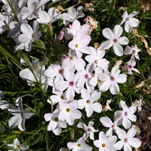 outsidepride mountain phlox wild flowers for full sun or partial shade - 5000 seeds