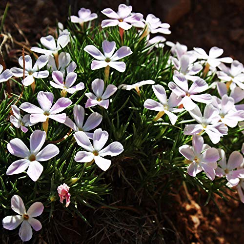 Outsidepride Mountain Phlox Wild Flowers for Full Sun or Partial Shade - 5000 Seeds