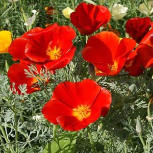 outsidepride california poppy eschscholzia californica red chief wild flowers - 5000 seeds