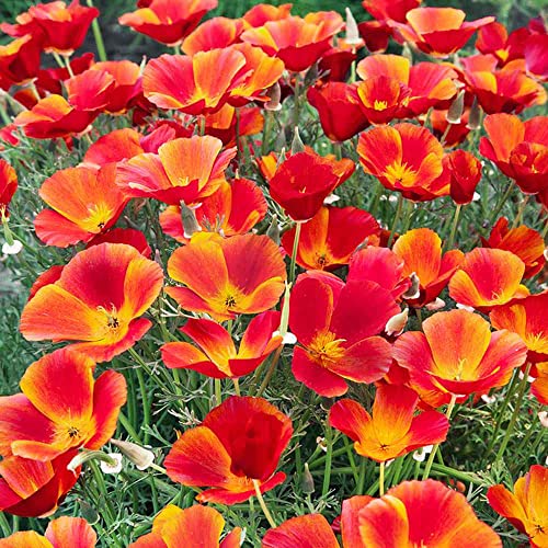 Outsidepride California Poppy Eschscholzia Californica Red Chief Wild Flowers - 5000 Seeds