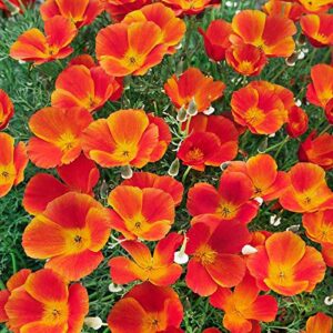 Outsidepride California Poppy Eschscholzia Californica Red Chief Wild Flowers - 5000 Seeds