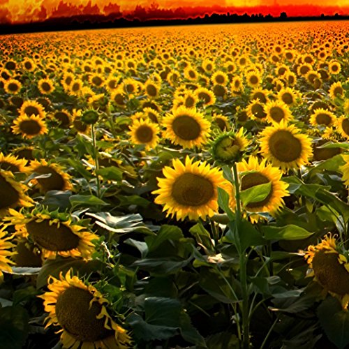 Outsidepride Helianthus Annuus Tall Wild Sunflower Plants - 1000 Seeds