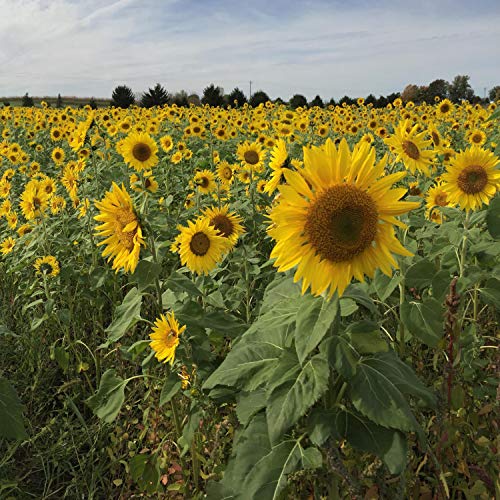 Outsidepride Helianthus Annuus Tall Wild Sunflower Plants - 1000 Seeds