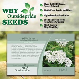 Outsidepride Perennial Achillea Millefolium Yarrow White Wild Flower & Herb Garden Plant - 5000 Seeds