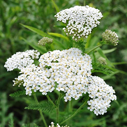 Outsidepride Perennial Achillea Millefolium Yarrow White Wild Flower & Herb Garden Plant - 5000 Seeds