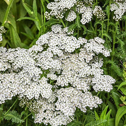 Outsidepride Perennial Achillea Millefolium Yarrow White Wild Flower & Herb Garden Plant - 5000 Seeds