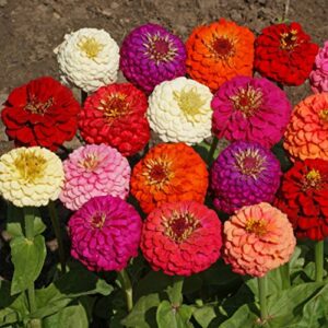 outsidepride zinnia elegans lilliput heat & drought tolerant garden cut flower mix - 1000 seeds