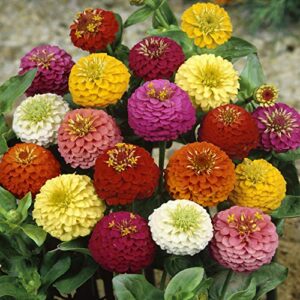 Outsidepride Zinnia Elegans Lilliput Heat & Drought Tolerant Garden Cut Flower Mix - 1000 Seeds