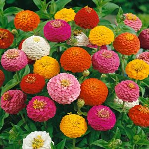 Outsidepride Zinnia Elegans Lilliput Heat & Drought Tolerant Garden Cut Flower Mix - 1000 Seeds