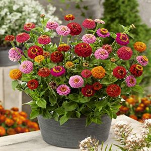 Outsidepride Zinnia Elegans Lilliput Heat & Drought Tolerant Garden Cut Flower Mix - 1000 Seeds