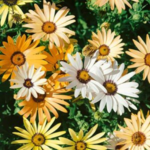outsidepride african daisy cape marigold butterfly attracting wild flowers - 5000 seeds