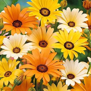 Outsidepride African Daisy Cape Marigold Butterfly Attracting Wild Flowers - 5000 Seeds