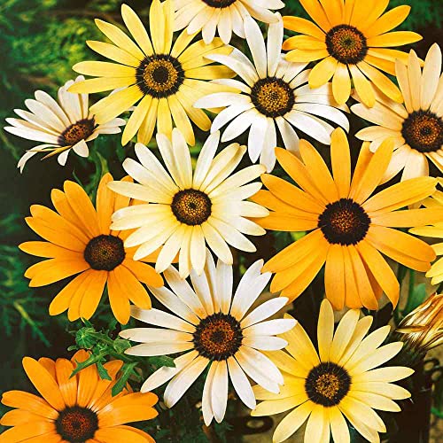 Outsidepride African Daisy Cape Marigold Butterfly Attracting Wild Flowers - 5000 Seeds