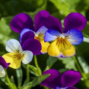 outsidepride viola johnny jump up wild flowers & ground cover plants - 5000 seeds