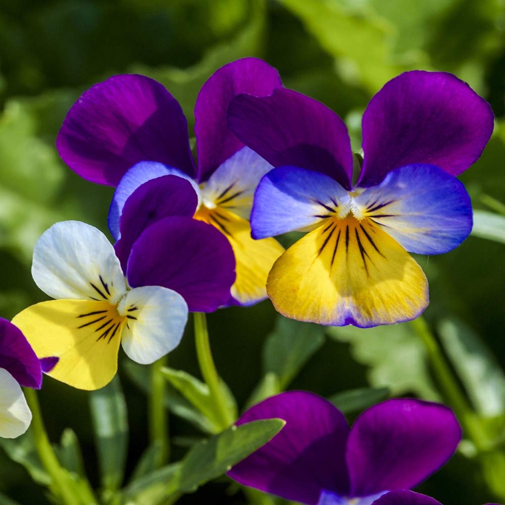 Outsidepride Viola Johnny Jump Up Wild Flowers & Ground Cover Plants - 5000 Seeds