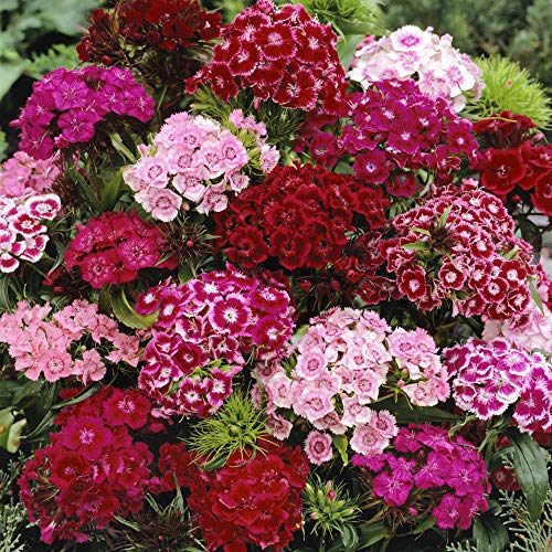 Outsidepride Perennial Dianthus Barbatus Sweet William Wild Flower Mix - 5000 Seeds