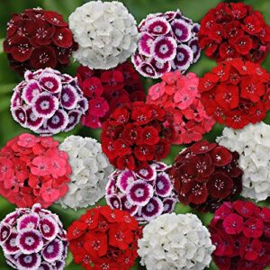 Outsidepride Perennial Dianthus Barbatus Sweet William Wild Flower Mix - 5000 Seeds