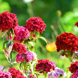 Outsidepride Perennial Dianthus Barbatus Sweet William Wild Flower Mix - 5000 Seeds