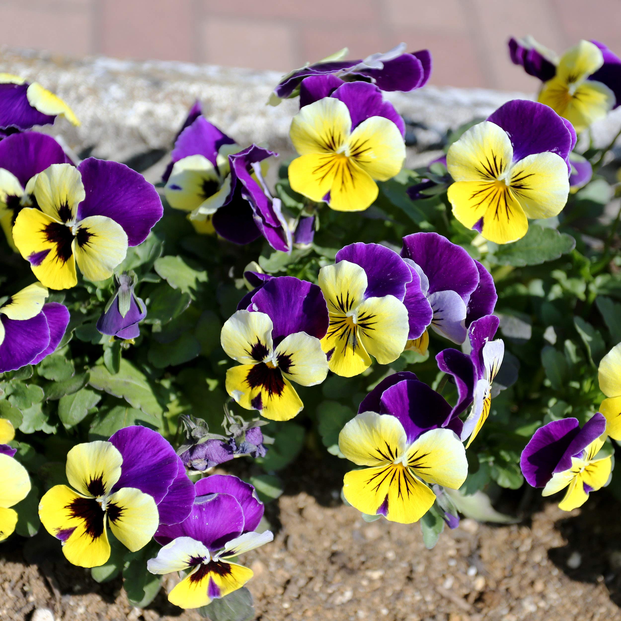 Outsidepride Viola Johnny Jump Up Wild Flowers & Ground Cover Plants - 5000 Seeds