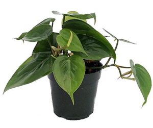 heart leaf philodendron - easiest house plant to grow - 4" pot - live plant