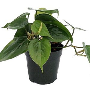 Heart Leaf Philodendron - Easiest House Plant to Grow - 4" Pot - Live Plant