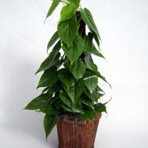 Heart Leaf Philodendron - Easiest House Plant to Grow - 4" Pot - Live Plant