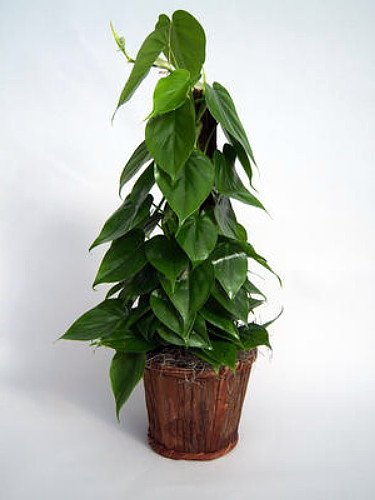 Heart Leaf Philodendron - Easiest House Plant to Grow - 4" Pot - Live Plant